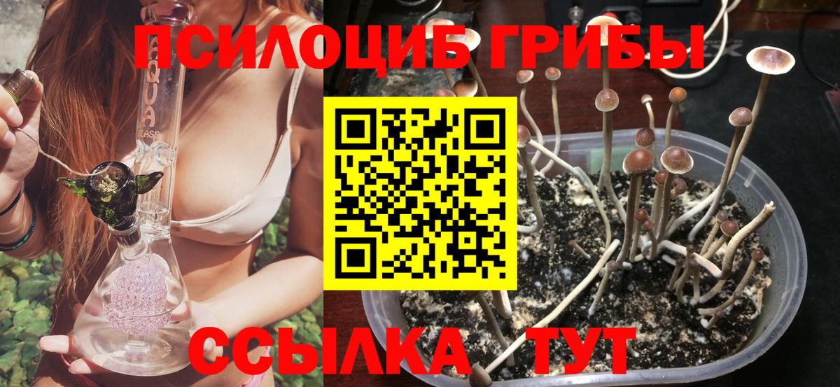 Псилоцибиновые грибы Psilocybine cubensis Коряжма
